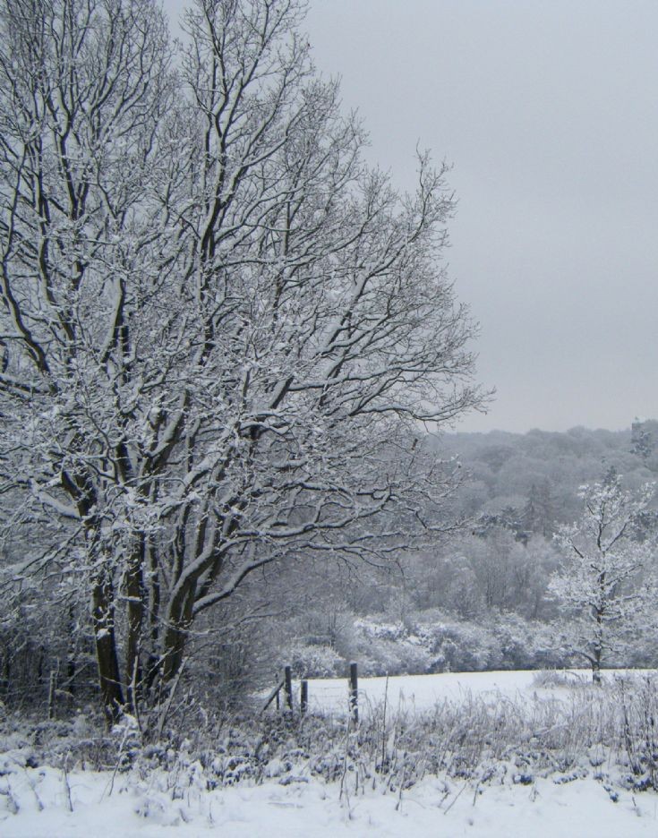 Snow in Banstead  in Jan 2010 - Park Downs (1)