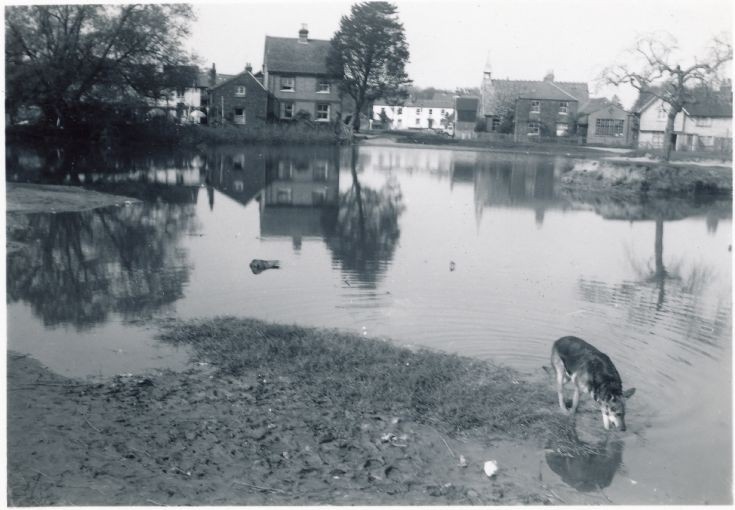 Burgh Heath Pond