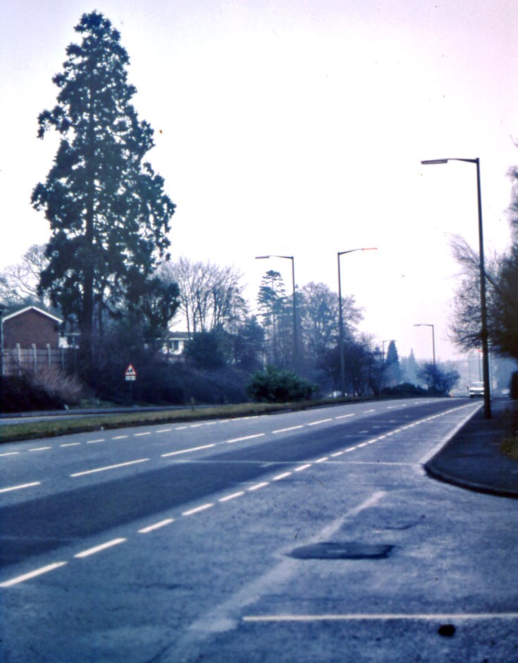 Lone Wellingtonia along the A217 in Burgh Heath